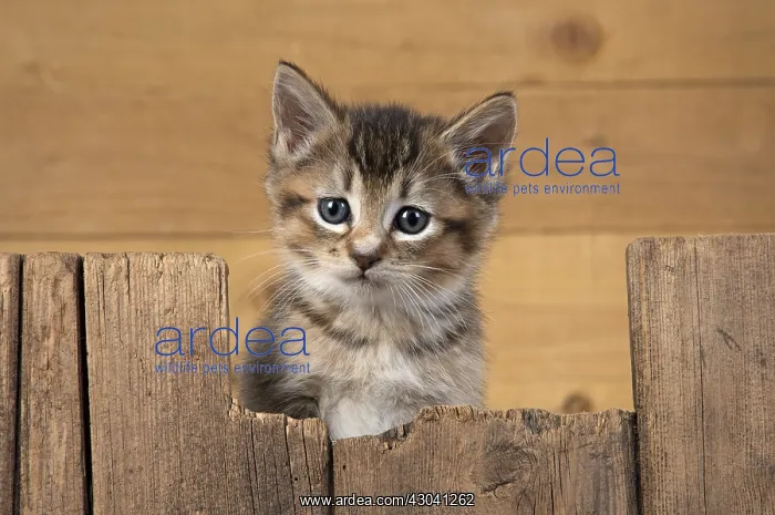 : CAT. Tabby ( 6 wks old )kitten cross breed half Somali : CAT. Tabby ( 6 wks old )kitten cross breed half Somali