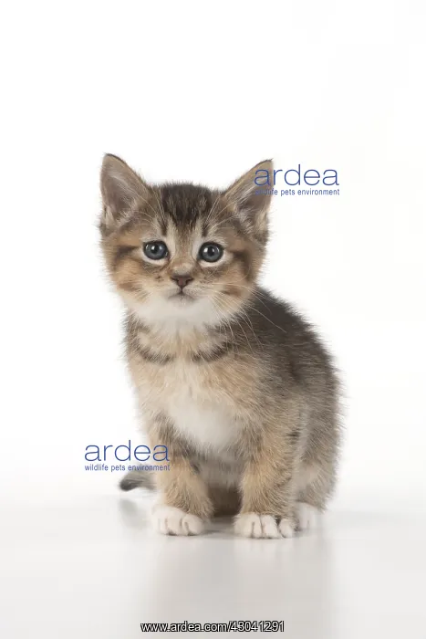 : CAT. Tabby ( 6 wks old )kitten cross breed half Somali : CAT. Tabby ( 6 wks old )kitten cross breed half Somali