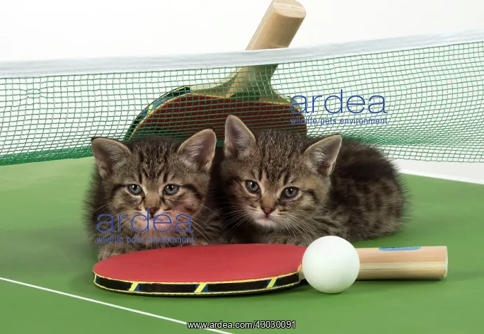  : Cat Tabby 9 week old kitten on Table Tennis set