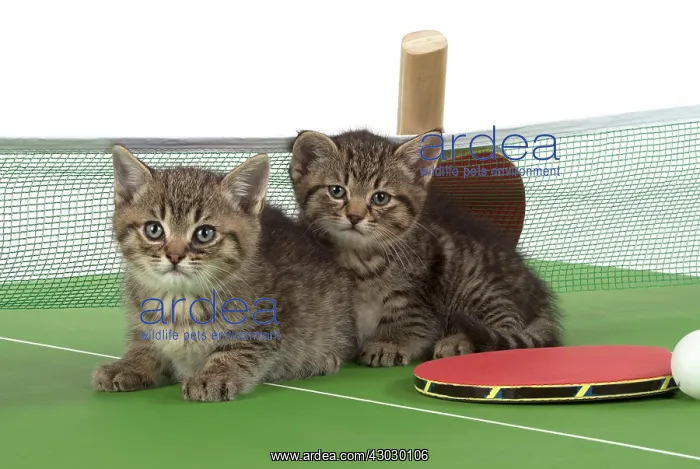  : Cat Tabby 9 week old kitten on Table Tennis set