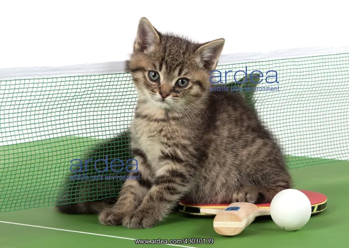  : Cat Tabby 9 week old kitten on Table Tennis set