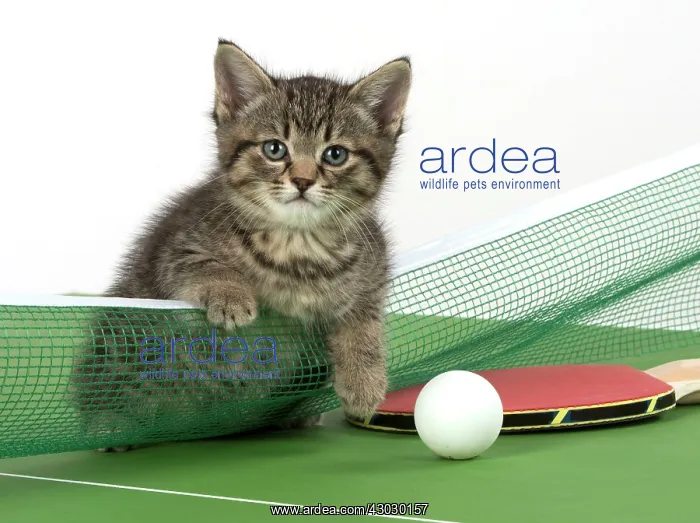  : Cat Tabby 9 week old kitten on Table Tennis set