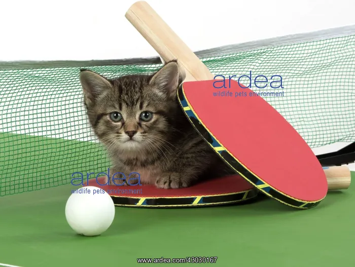  : Cat Tabby 9 week old kitten on Table Tennis set