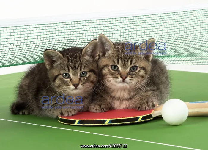  : Cat Tabby 9 week old kittens on Table Tennis set