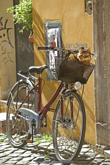 : Cat - Tabby in bicycle basket : Cat - Tabby in bicycle basket