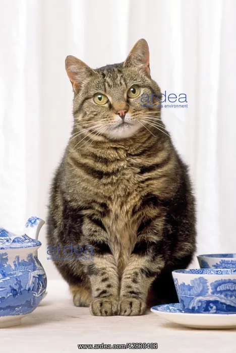  : Cat - Tabby cat with china