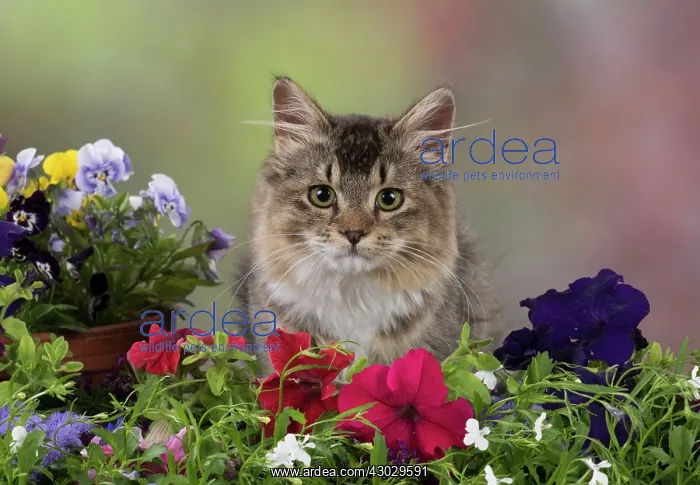 : Cat Tabby cat with flowers : Cat Tabby cat with flowers