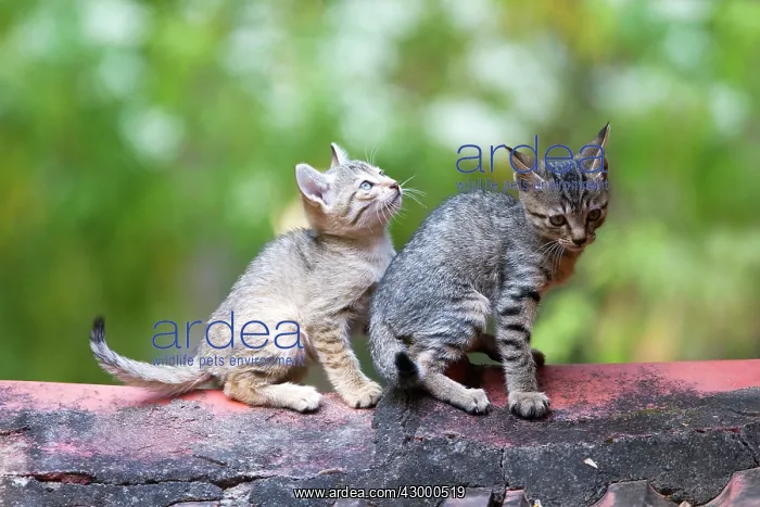  : Cat - Tabby Cat kittens on tile roof