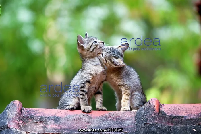 : Cat - Tabby Cat kittens on tile roof : Cat - Tabby Cat kittens on tile roof