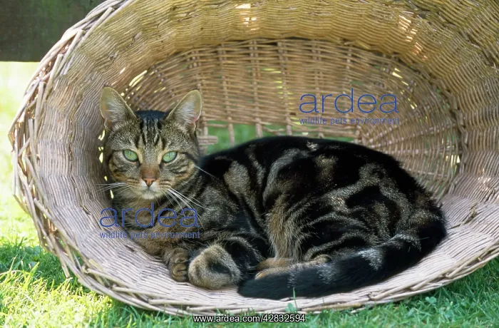 : CAT - Tabby cat in laundry basket : CAT - Tabby cat in laundry basket