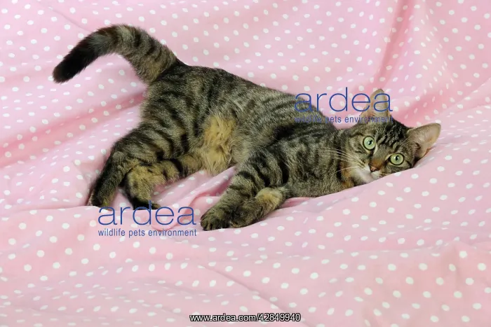 : CAT. Tabby cat lying down : CAT. Tabby cat lying down