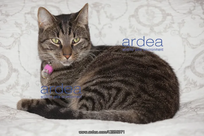 : Cat - Tabby Cat - lying on bed : Cat - Tabby Cat - lying on bed