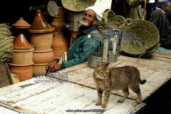 : Cat - Tabby cat by market stalls & people : Cat - Tabby cat by market stalls & people