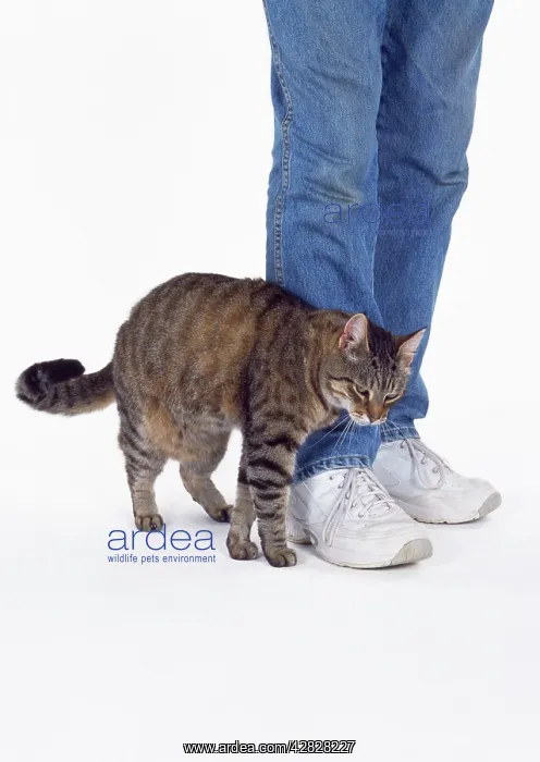  : CAT - Tabby cat rubbing against owners legs