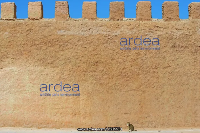 : Cat - tabby cat sitting by large wall : Cat - tabby cat sitting by large wall