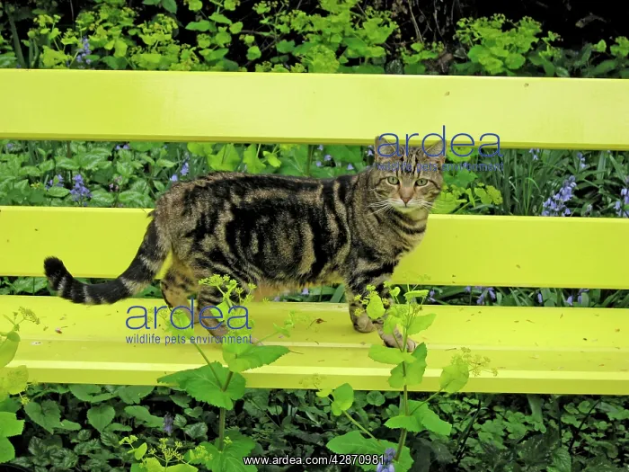 : Cat - Tabby Cat - standing on yellow bench