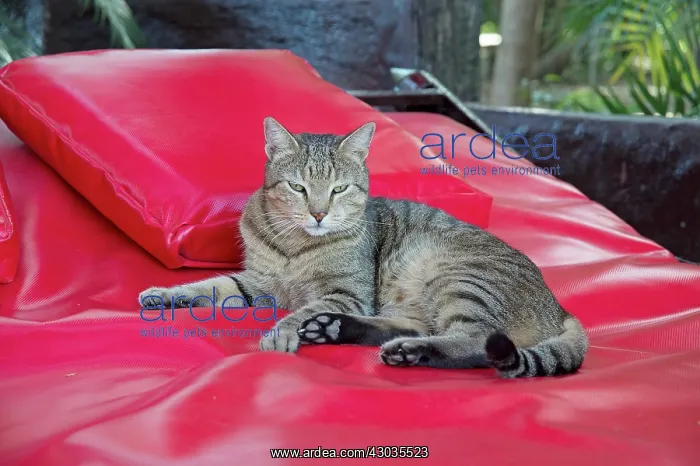  : CAT. Tabby cat on a sun bed