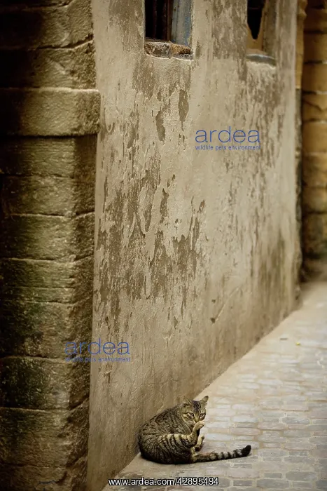 : Cat - Tabby cat washing itself in alley : Cat - Tabby cat washing itself in alley