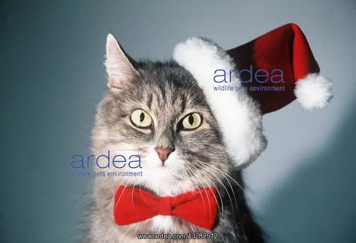 : CAT - Tabby in christmas hat : CAT - Tabby in christmas hat