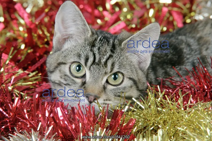  : Cat - Tabby in Christmas tinsel