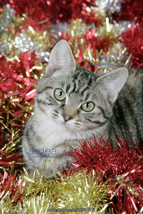 : Cat - Tabby in Christmas tinsel : Cat - Tabby in Christmas tinsel