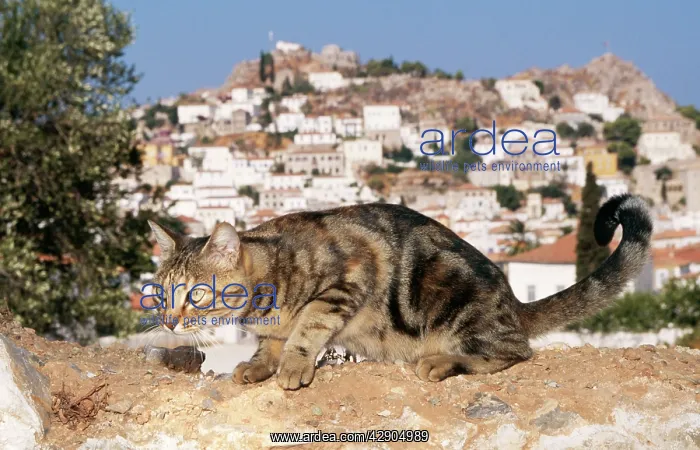 : CAT- Tabby, crouching, town in background : CAT- Tabby, crouching, town in background