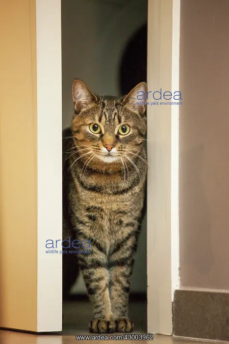  : Cat tabby at door entrance