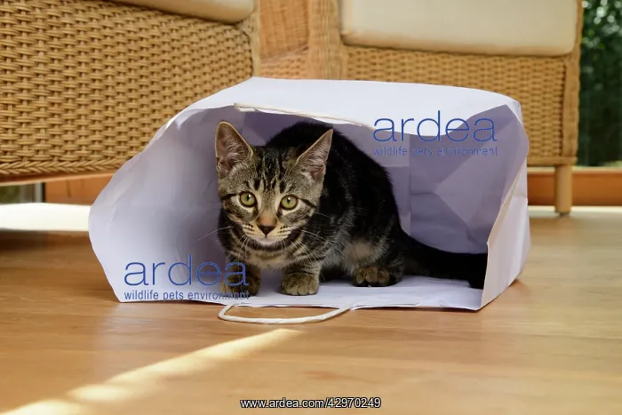 : CAT. Tabby kitten 17 weeks old, laying in a paper carrier ba : CAT. Tabby kitten 17 weeks old, laying in a paper carrier ba