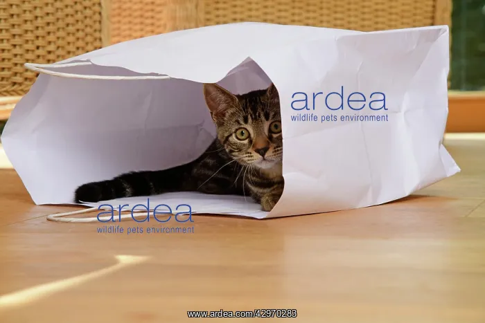 : CAT. Tabby kitten 17 weeks old, laying in a paper carrier ba : CAT. Tabby kitten 17 weeks old, laying in a paper carrier ba