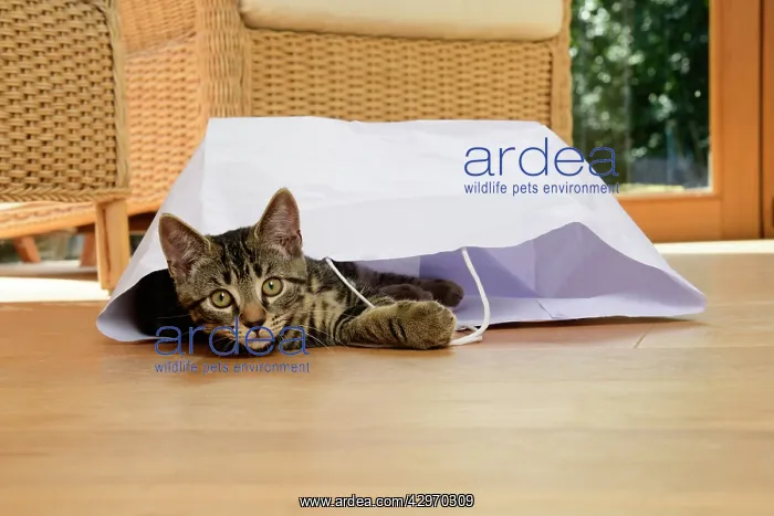 : CAT. Tabby kitten 17 weeks old, laying in a paper carrier ba : CAT. Tabby kitten 17 weeks old, laying in a paper carrier ba