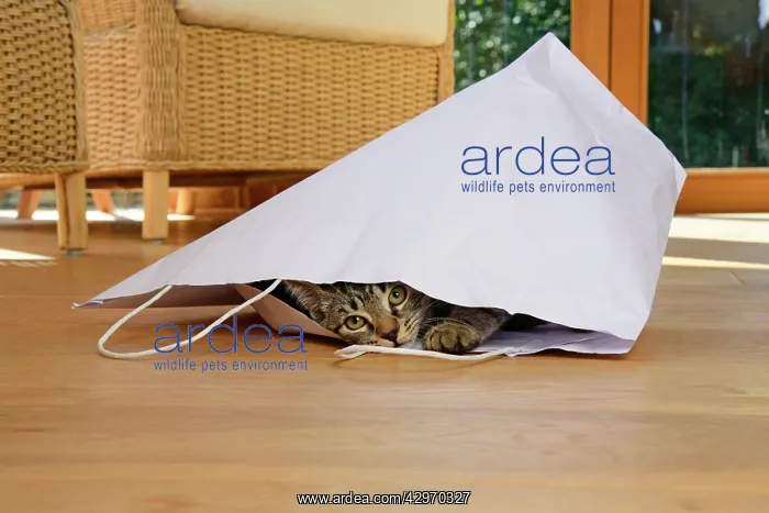: CAT. Tabby kitten 17 weeks old, laying in a paper carrier ba : CAT. Tabby kitten 17 weeks old, laying in a paper carrier ba