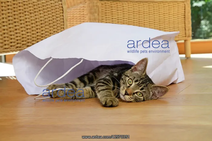 : CAT. Tabby kitten 17 weeks old, laying in a paper carrier ba : CAT. Tabby kitten 17 weeks old, laying in a paper carrier ba