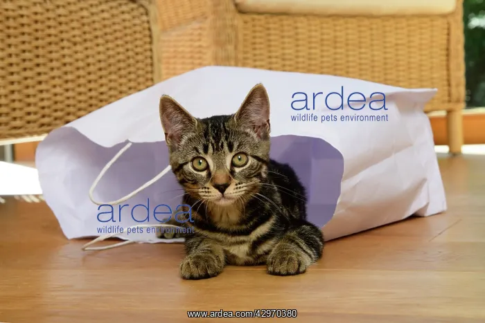 : CAT. Tabby kitten 17 weeks old, laying in a paper carrier ba : CAT. Tabby kitten 17 weeks old, laying in a paper carrier ba