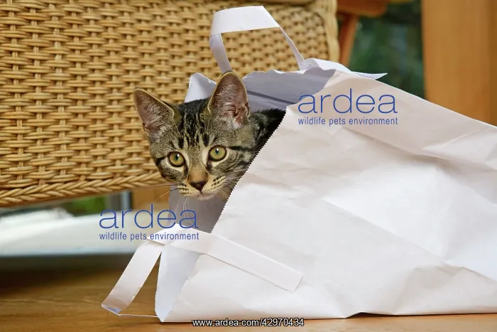 : CAT. Tabby kitten 17 weeks old, laying in a paper carrier ba : CAT. Tabby kitten 17 weeks old, laying in a paper carrier ba