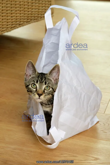 : CAT. Tabby kitten 17 weeks old, laying in a paper carrier ba : CAT. Tabby kitten 17 weeks old, laying in a paper carrier ba