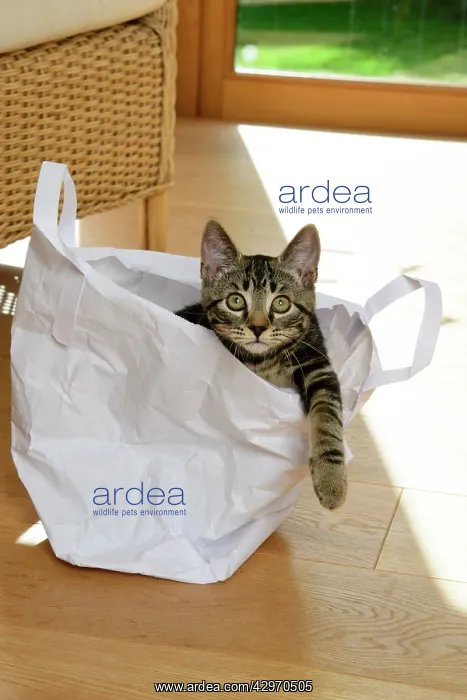 : CAT. Tabby kitten 17 weeks old, laying in a paper carrier ba : CAT. Tabby kitten 17 weeks old, laying in a paper carrier ba