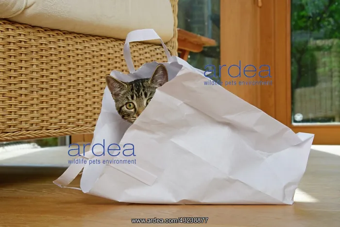 : CAT. Tabby kitten 17 weeks old, laying in a paper carrier ba : CAT. Tabby kitten 17 weeks old, laying in a paper carrier ba