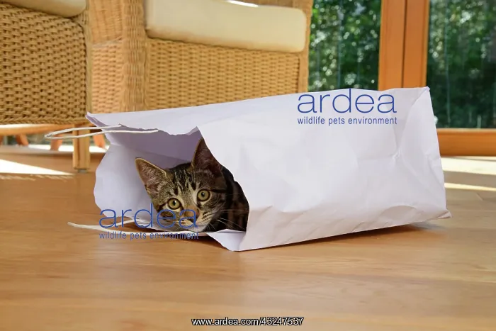 : CAT. Tabby kitten 17 weeks old, laying in a paper carrier ba : CAT. Tabby kitten 17 weeks old, laying in a paper carrier ba