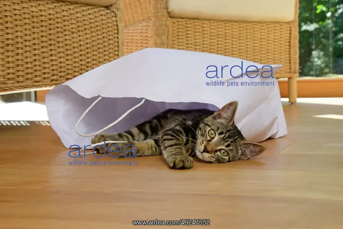  : CAT. Tabby kitten 17 weeks old, laying in a paper carrier ba