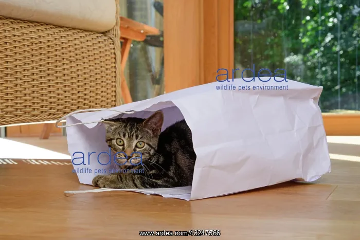 : CAT. Tabby kitten 17 weeks old, laying in a paper carrier ba : CAT. Tabby kitten 17 weeks old, laying in a paper carrier ba