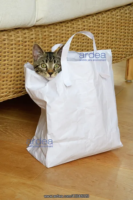 : CAT. Tabby kitten 17 weeks old, laying in a paper carrier ba : CAT. Tabby kitten 17 weeks old, laying in a paper carrier ba