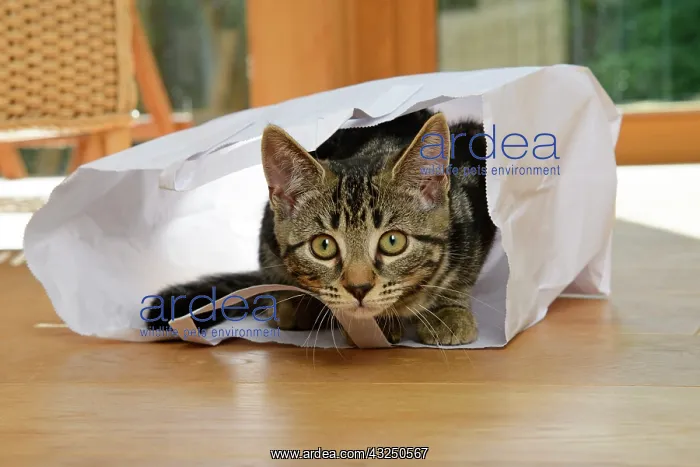 : CAT. Tabby kitten 17 weeks old, laying in a paper carrier ba : CAT. Tabby kitten 17 weeks old, laying in a paper carrier ba
