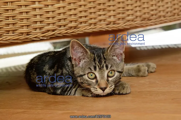 : CAT. Tabby kitten, 17 weeks old, laying on the floor under : CAT. Tabby kitten, 17 weeks old, laying on the floor under