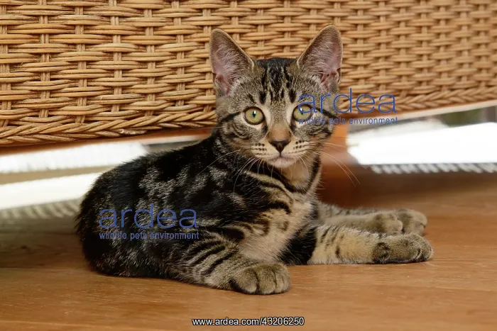 : CAT. Tabby kitten, 17 weeks old, laying on the floor under : CAT. Tabby kitten, 17 weeks old, laying on the floor under
