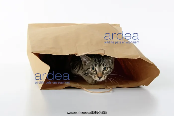 : CAT. Tabby kitten 18 weeks old in a brown carrier bag, studi : CAT. Tabby kitten 18 weeks old in a brown carrier bag, studi