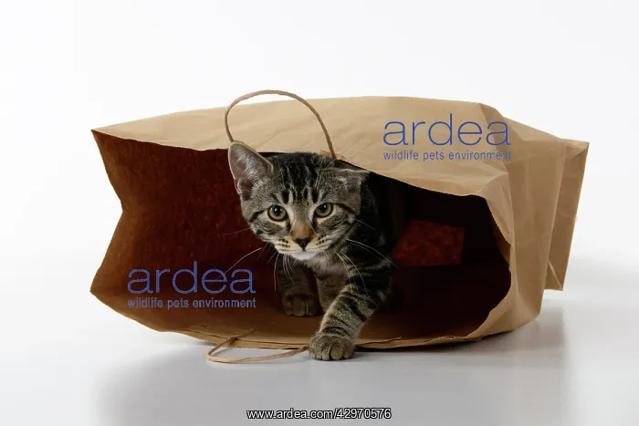 : CAT. Tabby kitten 18 weeks old in a brown carrier bag, studi : CAT. Tabby kitten 18 weeks old in a brown carrier bag, studi