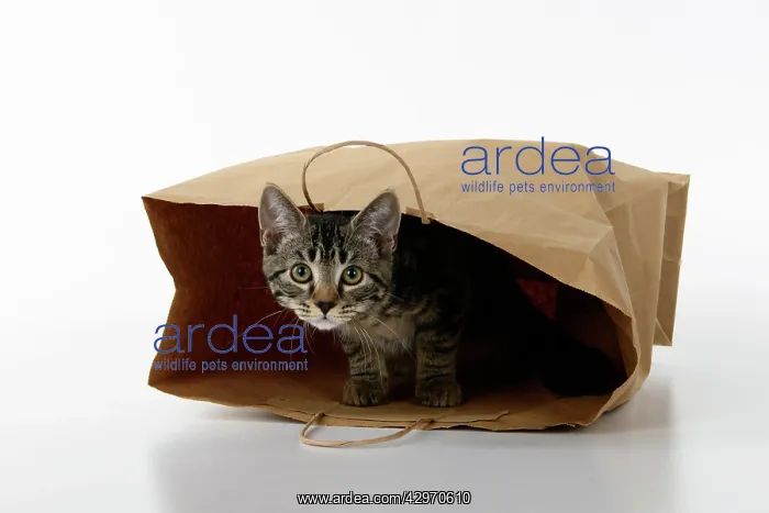 : CAT. Tabby kitten 18 weeks old in a brown carrier bag, studi : CAT. Tabby kitten 18 weeks old in a brown carrier bag, studi