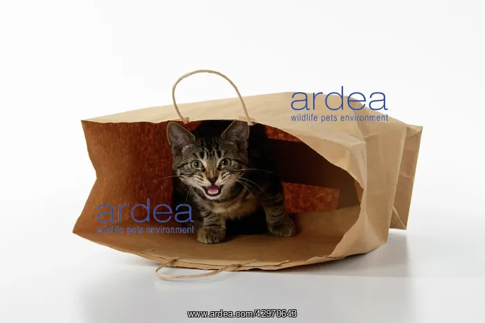 : CAT. Tabby kitten 18 weeks old in a brown carrier bag, studi : CAT. Tabby kitten 18 weeks old in a brown carrier bag, studi