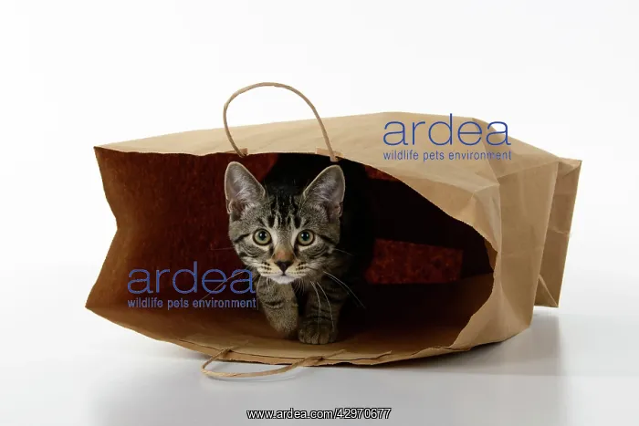 : CAT. Tabby kitten 18 weeks old in a brown carrier bag, studi : CAT. Tabby kitten 18 weeks old in a brown carrier bag, studi