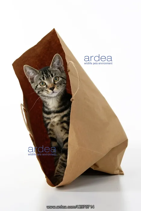 : CAT. Tabby kitten 18 weeks old in a brown carrier bag, studi : CAT. Tabby kitten 18 weeks old in a brown carrier bag, studi
